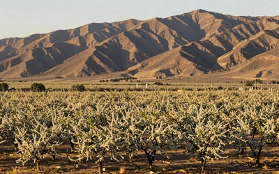 California Central Valley orchard for California farmers dating local hub
