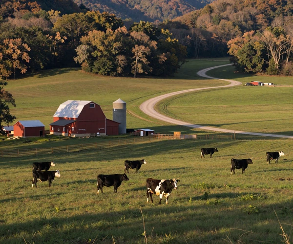 Missouri Ozark country farm with Black Angus cattle, red barn and rolling hills showing Show-Me State country dating community