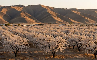 California Central Valley almond orchard in bloom, gateway to California farmers dating on MuchDating