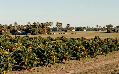 Florida orange grove and pasture for Florida farmers dating local hub
