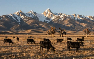 Montana cattle ranch at sunrise with Angus cattle and distant mountains