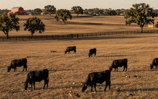 Texas Hill Country cattle ranch landscape, gateway to Texas farmers dating on MuchDating