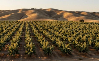 California Central Valley almond orchard, gateway to California farmers dating on MuchDating