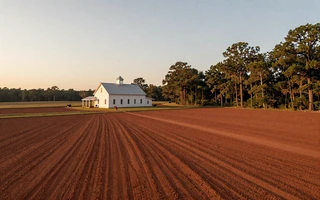 Alabama farmers dating community Black Belt cattle pasture